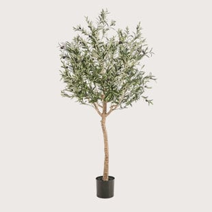 Olijfboom Groen H180 D110