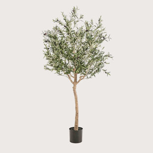 Olive Tree Green H180 D110
