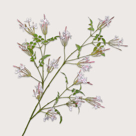 Jasmine Branch White/Green H137