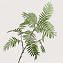 Palm branch Green H138