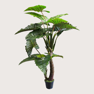 Colocasia Gigantum Green H220 D160
