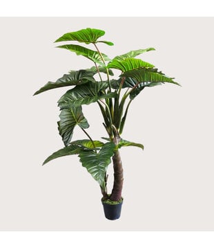 Colocasia Gigantum Green H220 D160