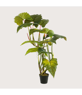 Colocasia Green H175 D160