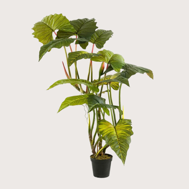 Colocasia Groen H175 D160