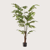 Fishtail Palm Groen H155 D95