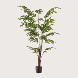Fishtail Palm Green H155