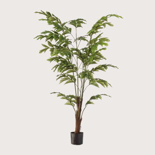 Fishtail Palm Green H155 D95