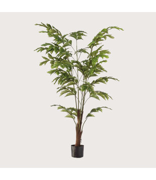 Fishtail Palm Green H155 D95