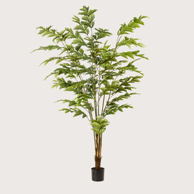 Fishtail Palm Groen H180 D110