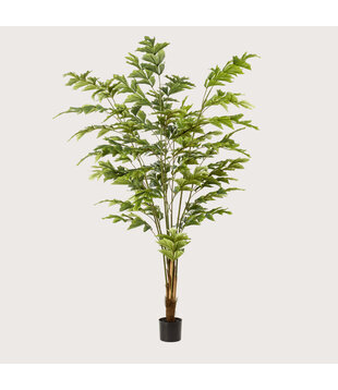 Fishtail Palm Green H180 D110
