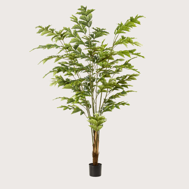 Fishtail Palm Green H180 D110