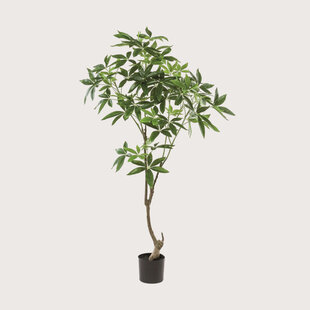 Pachira Boom Groen H150 D80