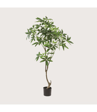 Pachira Tree Green H150 D80