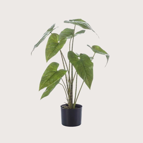 Alocasia Zebra Groen H75