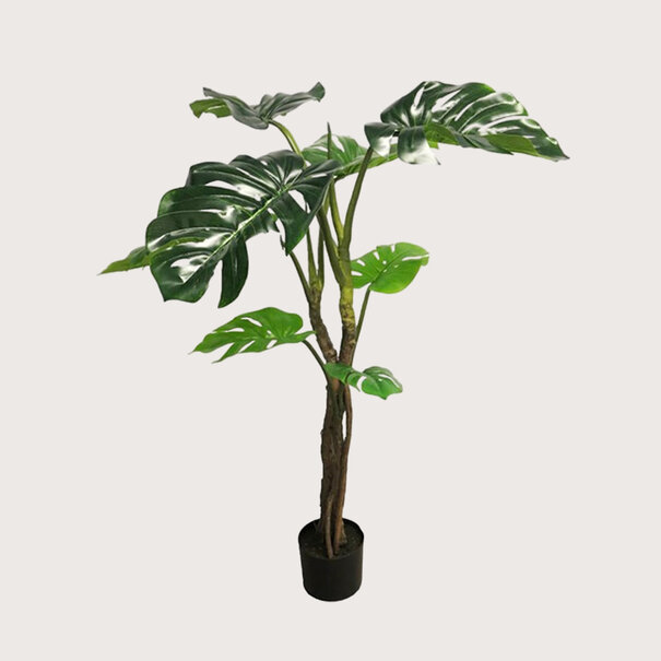 Monstera Jane Plant Green H130