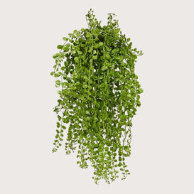 Dischidia Hanging Plant UV Green H40