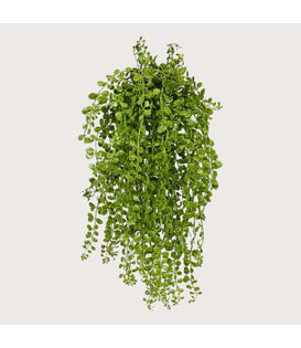 Dischidia hanging plant UV Green H40