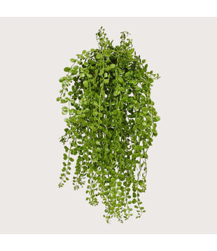 Dischidia hanging plant UV Green H40