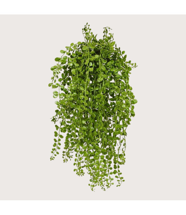 Dischidia hanging plant UV Green H40