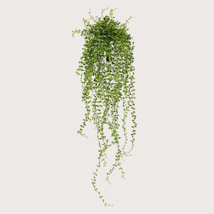 Callisia Hanging plant UV Green H70