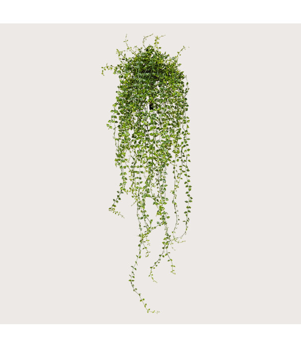 Callisia hanging plant UV Green H70