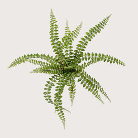 Pellaea Fern Plug Green H50