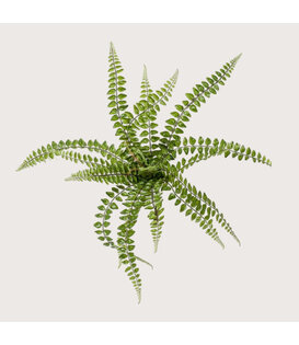 Pellaea Fern Sticky Green H50