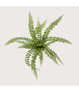 Pellaea Fern Sticky Green H50