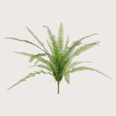 Asplenium Varen Groen H75
