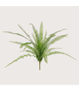 Asplenium Fern Green H75