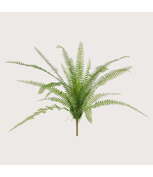 Asplenium Fern Green H75