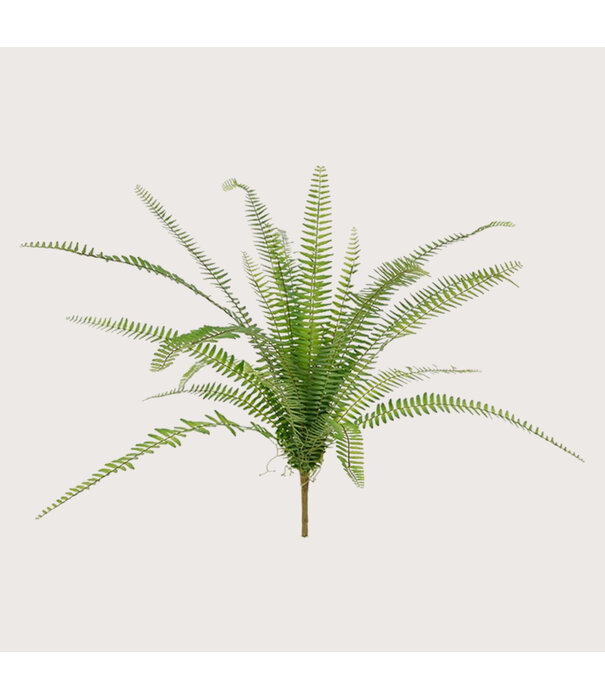Asplenium Fern Green H75