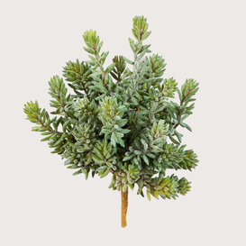 Sedum Bush Plug H20