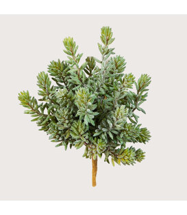 Sedum Bush Stick Green H20