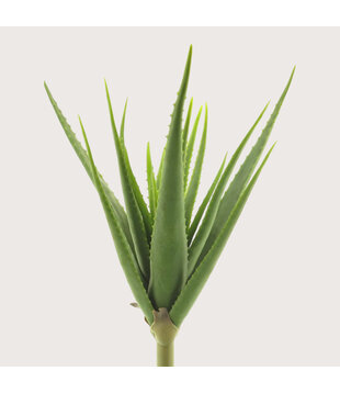 Aloe Vera Steker Groen H61
