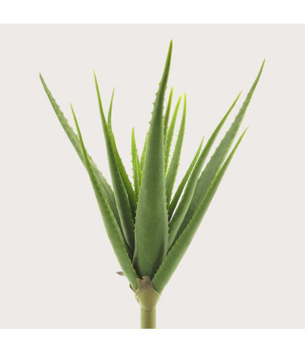 Aloe Vera Steker Groen H61