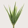 Aloe vera Branch Green H61