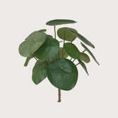 Pilea Branch Plug Green H22