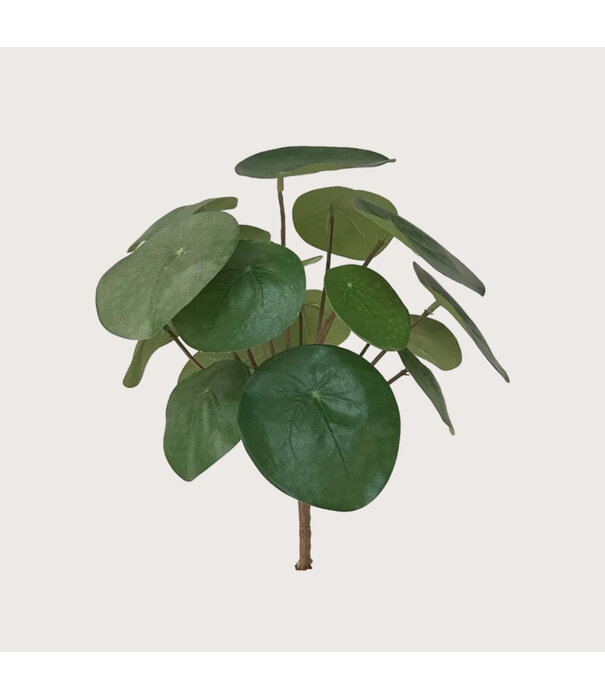 Pilea Steker Groen H22