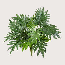 Philodendron H50 Plug