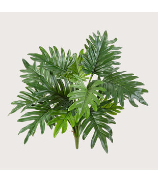 Philodendron Sticker Green H50