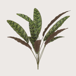 Calathea (11-branch)