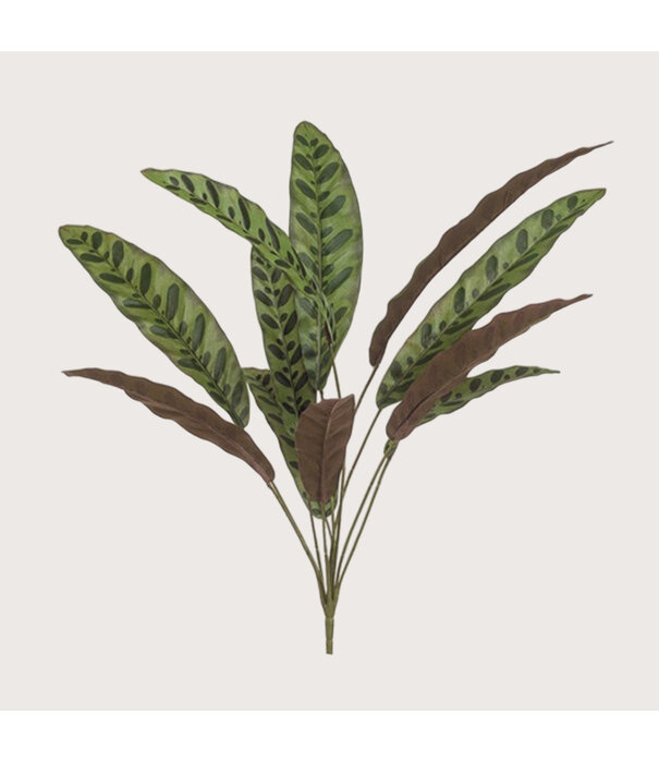 Calathea Steker (11-Tak) Groen/Bordeaux H70