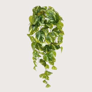 Scindapsus Pothos Hanging Plant Green H60