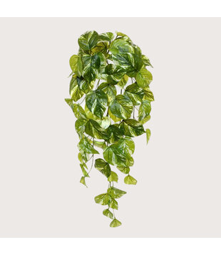 Scindapsus Pothos Hangplant Groen H60