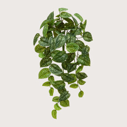 Scindapsus Pictus Hanging Plant Green H60