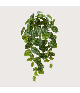 Scindapsus Pictus Hanging plant Green H60
