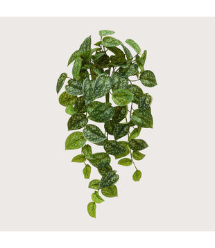 Scindapsus Pictus Hangplant Groen H60