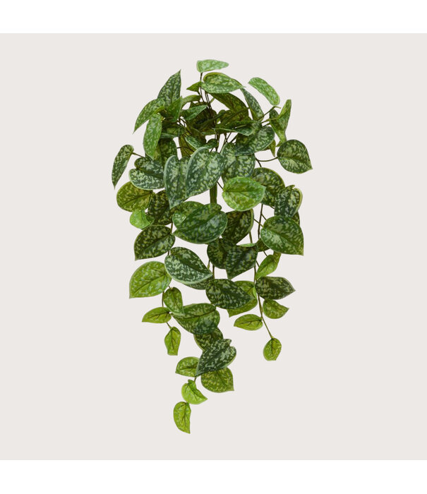 Scindapsus Pictus Hanging plant Green H60