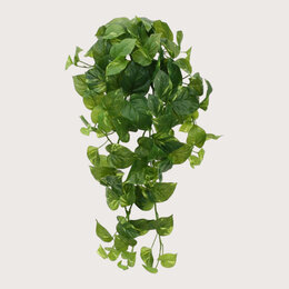 Scindapsus Hanging Plant Green H80